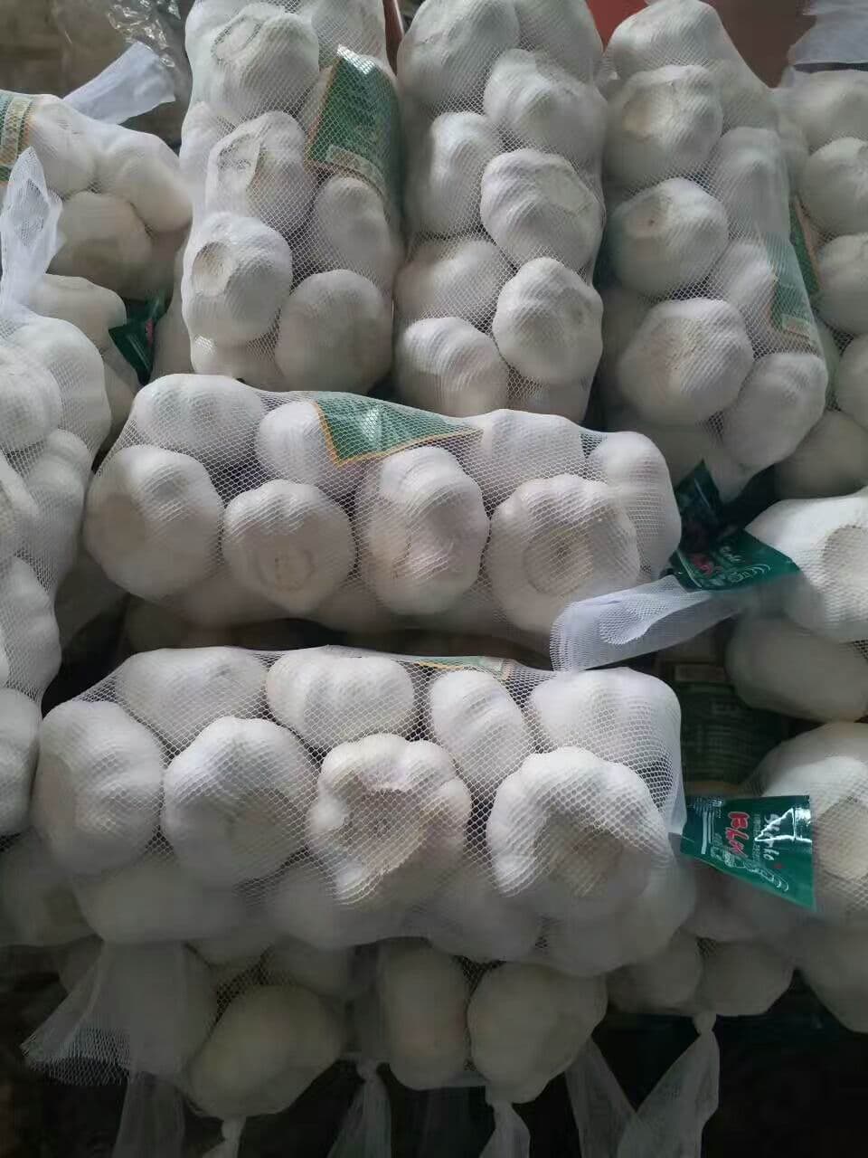 شبكة ثوم